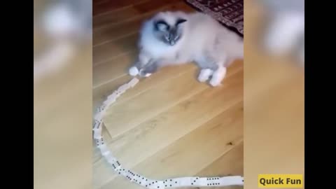 Dogs and Cats, Baby Pets Funny Videos