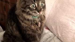 Blind Cat Shocked to Hear a New Voice in the Home