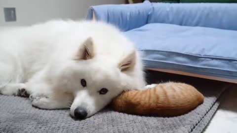 Cat and dog playing friendly part 2