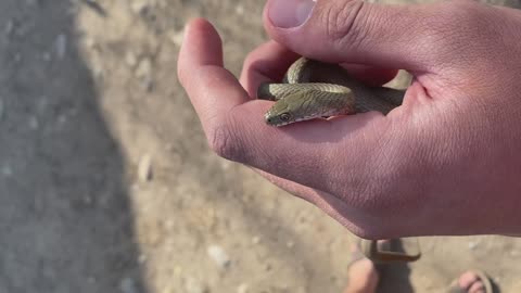 Poisionous Snake in hand