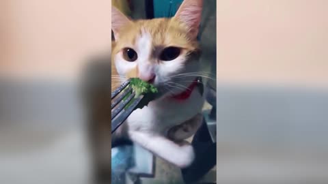 FUNNY CAT HATES HER FOOD