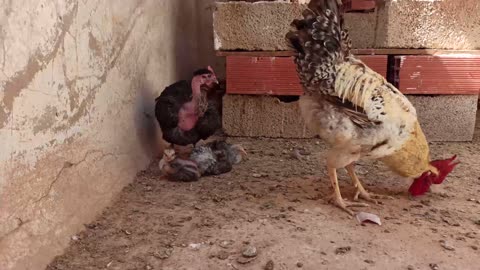 دجاجة الجينواز مع صيصانها Chicken guinoa with her chicks