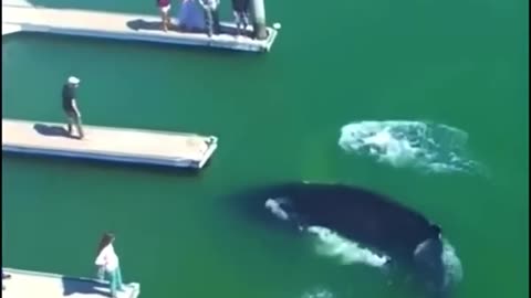 Incredible Footage of a Baby Humpback Whale Swimming in Marina