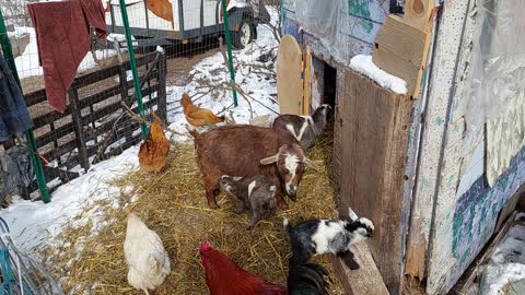 Nigerian Dwarf baby goats in the spring