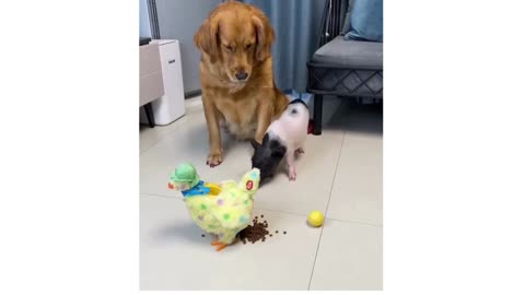 Funny Dog with Pig