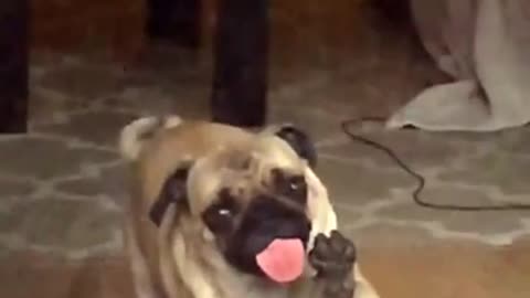 Pug discovers invisible force field