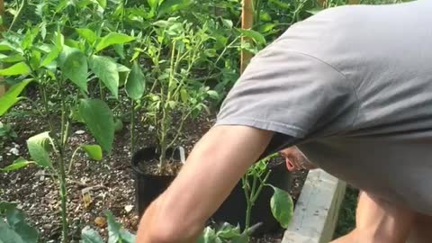 How to Harvest Cauliflower Quick Video