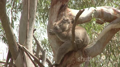 Koalas' Secret Identity_ Unique Fingerpr