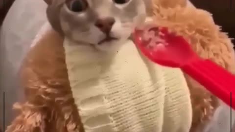 Gatos Engraçados 2022- Funny cat reaction