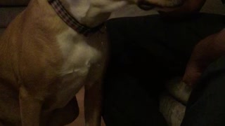 my dog chaos nudging for a stroke