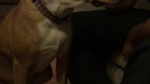 my dog chaos nudging for a stroke
