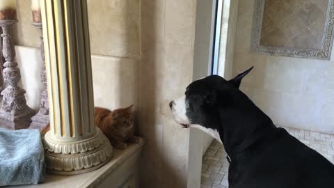 Gran Danés graciosamente "da una serenata" al gato de la familia