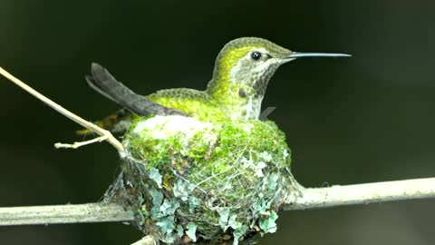 The female hummingbird arrange the materials inside her nest