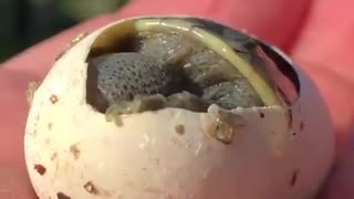 Baby Turtle Hatching