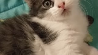 Kitten messes with camera