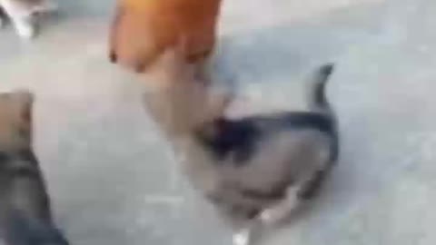 Cat fight with chicken