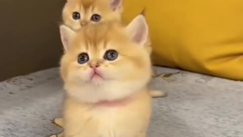 Beuty kitten's video funny video