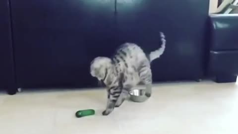 cat scared with cucumber