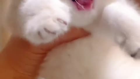 "Adorable Kitty Serenades with Meows of Cuteness"