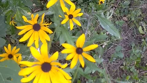 Black-eyed Susan