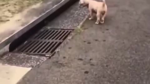 Funny cat escaping from the dog in the street!