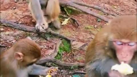 Best Monkeys Moments