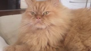 Orange cat sits on white couch