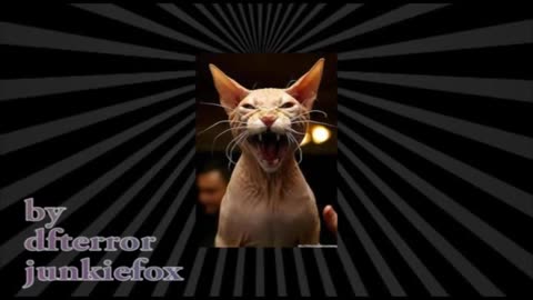 Gato Miando Panico na TV sound effects efeito sonoro.mpg