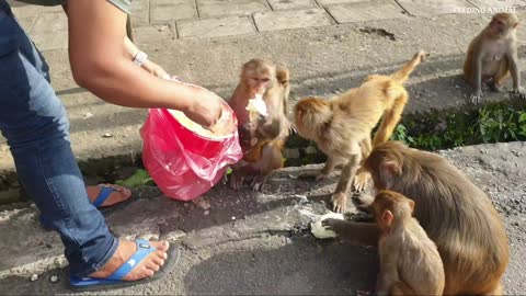 Monkey love ice cream || feeding 10 kg ice-cream to the wild monkey || feeding monkey