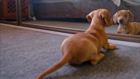 Dog sees himself in the mirror for the first time