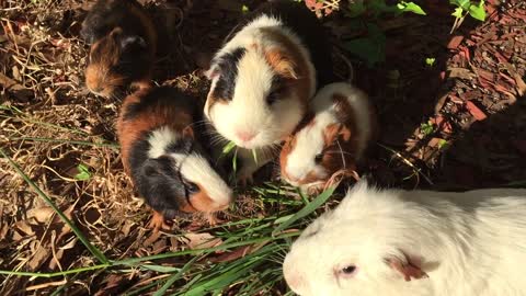 Guinea pigs chillin outside eating grass <3