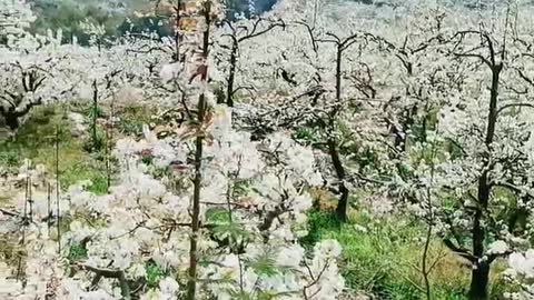 beautiful pear flower