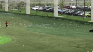 Loose Dog On Driving Range Shuts Down Topgolf