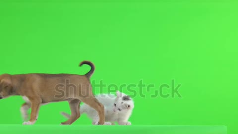 White kitten and brown puppy playing on a green screen.