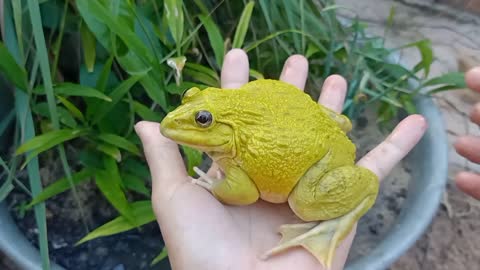 Cute baby frog/ my bullfrog so beautiful 😻funny frog, funny animals
