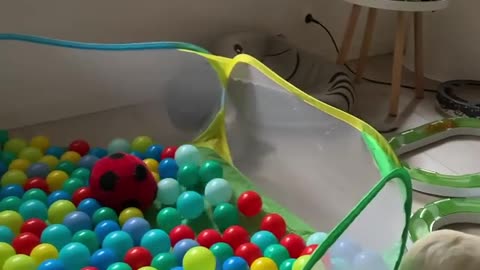 Ferrets Playing Together in a Ball Pit