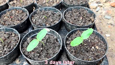 How to grow cucumbers to produce a lot