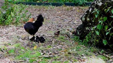 baby animal view: Poussins famille de poulet #shorts