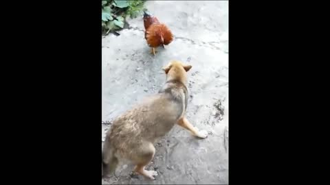 Chicken VS Dog Fight-EP01