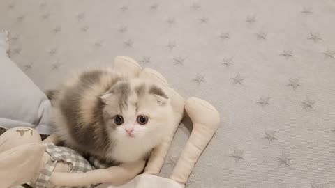 My cute Kitten video.