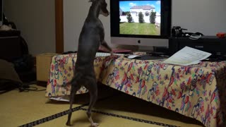 Greyhound desperately attempts to make contact with dog in video