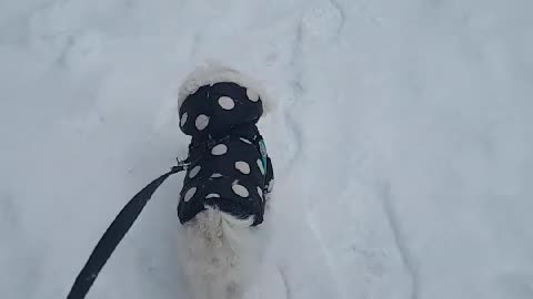 Puppy, the first time you step on it, the eyes and feet are cold, right?