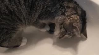Cat Loves To Give Herself A Warm Shower Every Day