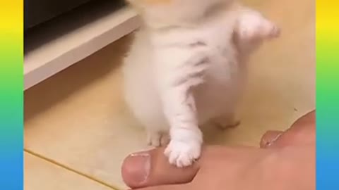 03_ Cute and Funny Cat Videos Compilation _#short