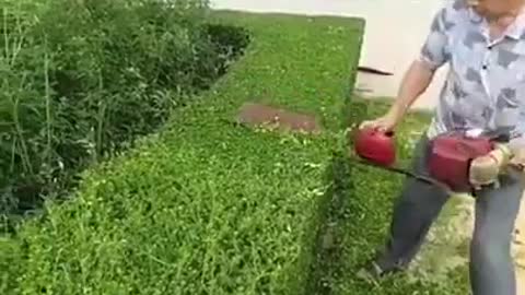 Hedge trimming skills