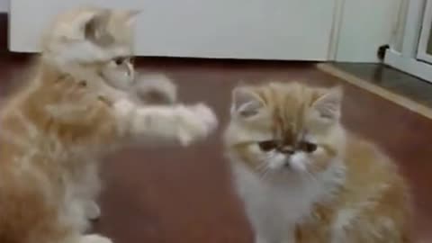 Have you ever seen cats fight like this?