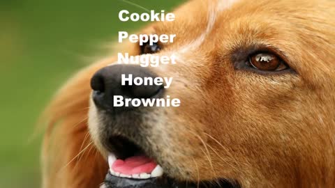 Top Most Popular Dog Names In 2021