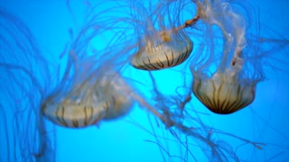 Swimming jellys