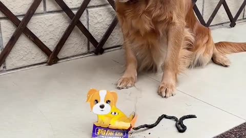 Dog and funny animals