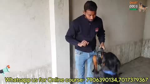 Dog Training - How to Train Your Dog to Attack For Your Safety Purpose !! Rottweiler Attacking Hindi